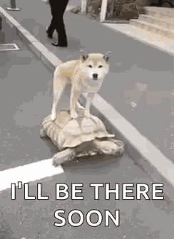 Turtle Friends GIF