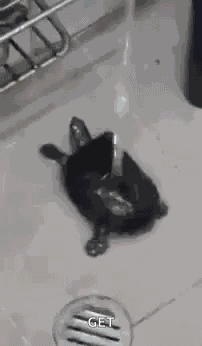 Turtle Happy GIF