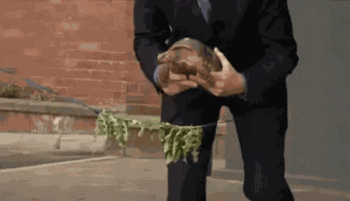 Turtle Opening GIF