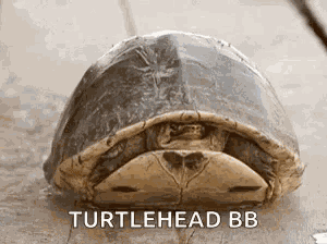 Turtle Peekaboo GIF