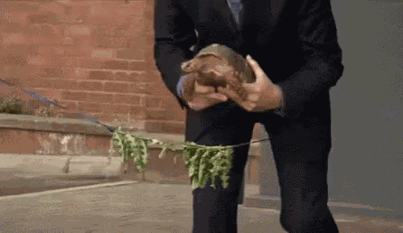 Turtle Riboon Cutting GIF