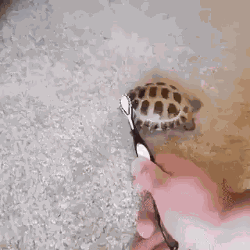 Turtle Scratch GIF