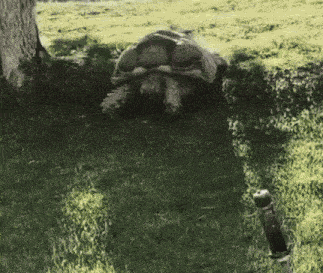 Turtle Slide I Like Turtles GIF