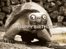 Turtle Smile GIF