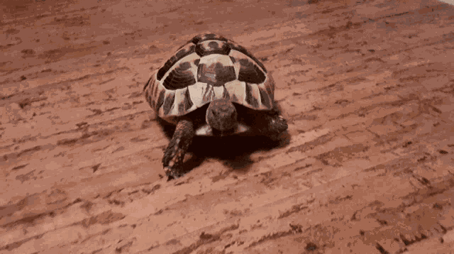 Turtle Tortoise GIF