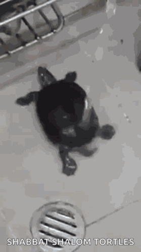 Turtle Twerking GIF