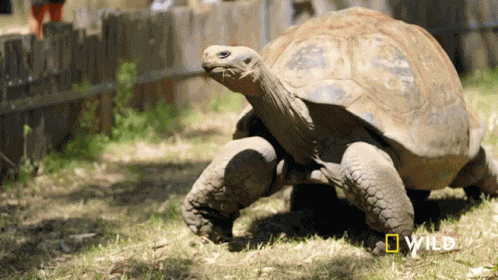 Turtle Walking National Geographic GIF