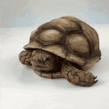 Turtle Warpath GIF