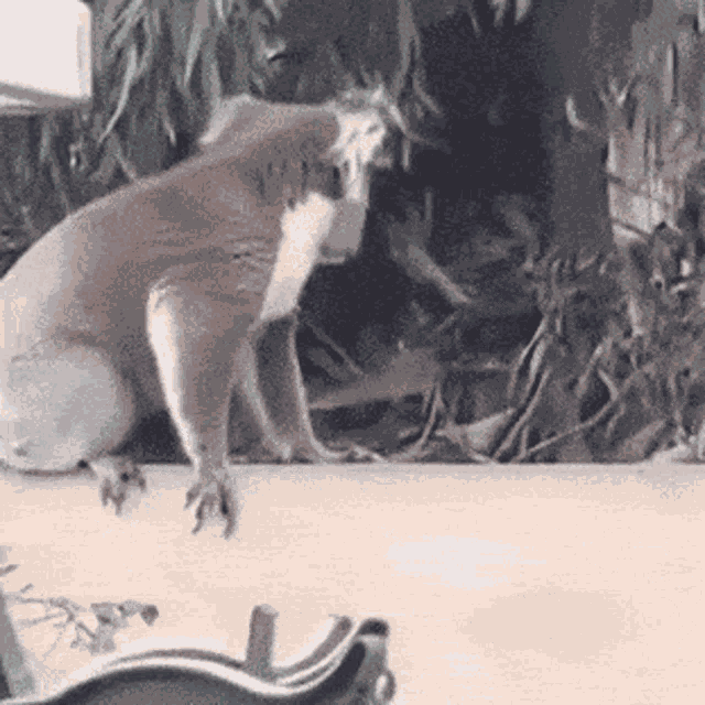 Tusareve Koala GIF
