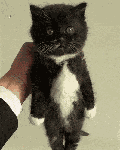 Tuxedo Cat GIF
