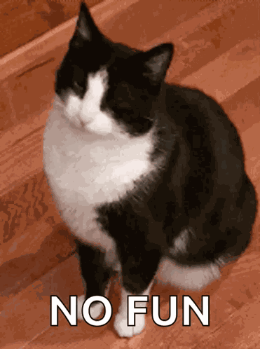 Tuxedo Cat Smh GIF