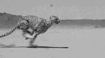 Twentyonepilotes Cheetah GIF