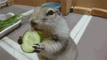 Twerkmaster9000 GIF