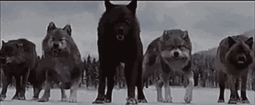 Twilight Wolves GIF