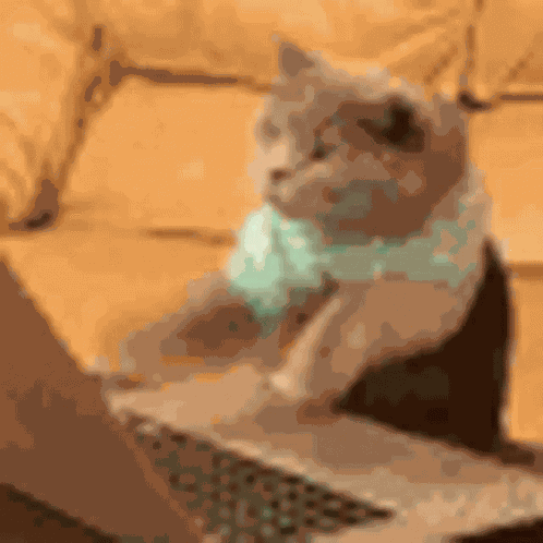 Typing Cat GIF