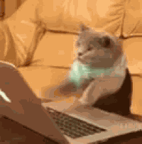 Typing Cat GIF