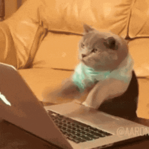 Typing Cat Typing GIF