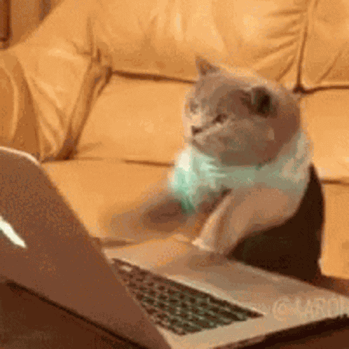 Typing Cat GIF