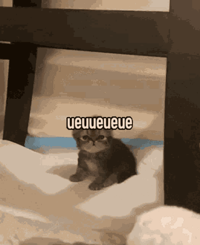 Ueuueueue Kitten GIF
