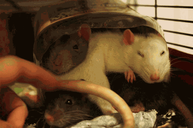 Ugly Rat GIF