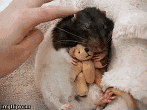Ugly Rat GIF