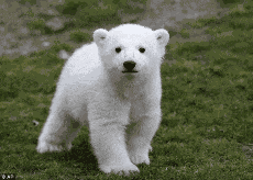Umka Mujumka GIF