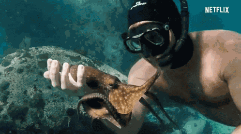 Underwater My Octopus Teacher GIF