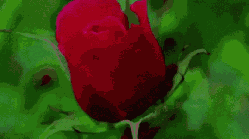 Une Jolie Rose Rose GIF