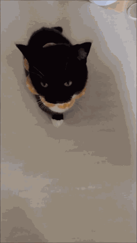 Uni Cat Handshake Paw Cute Silly GIF