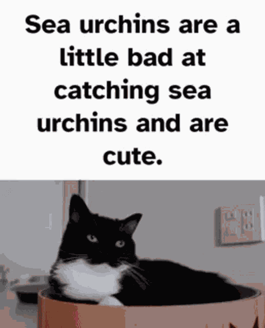 Uni Uni Cat GIF
