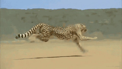 Unimpressed Cheetah GIF