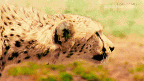 Unimpressed Cheetah GIF