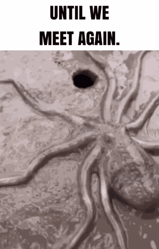 Until We Meet Again Octopus GIF