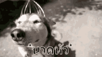 นวดหัว นวดขมับ หมา GIF