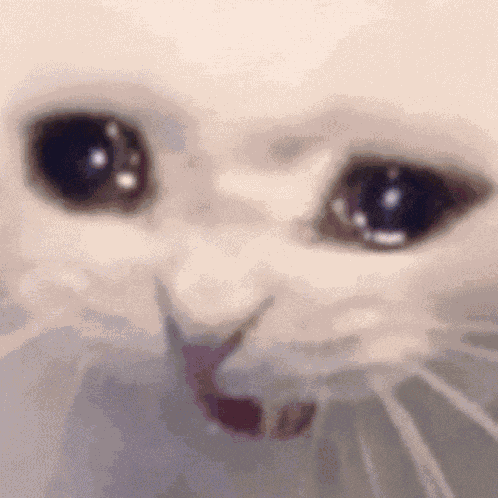 Upset Crying Cat Meme GIF