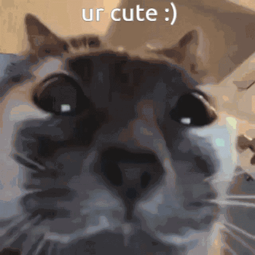 Ur Cute Cat GIF