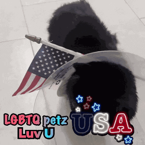 Usa Usa Gay GIF