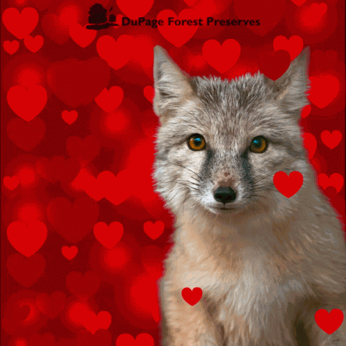 Valentines Day Dupage GIF