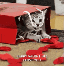 Valentines Gift Cat GIF