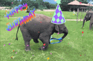 Veramesi Happy Birthday GIF