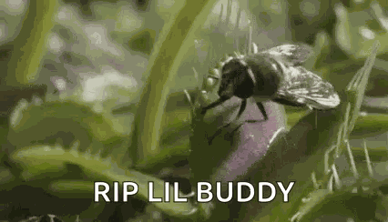 Veus Fly Trap Fly GIF