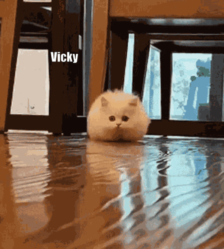 Vicky Hello Vicky GIF