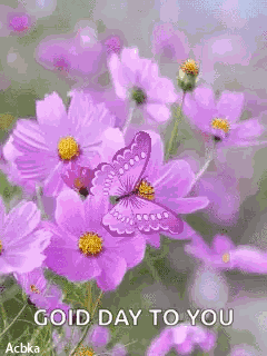 Violet Butterfly GIF