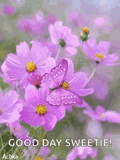 Violet Butterfly GIF