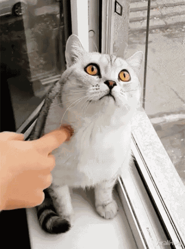 Viralhog Cat GIF