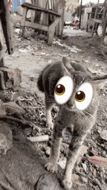Void Memes Cat GIF