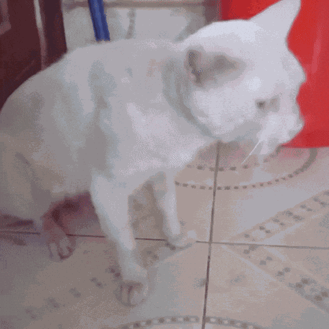 Vomit Cat GIF