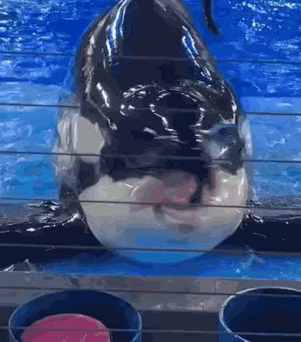 W GIF