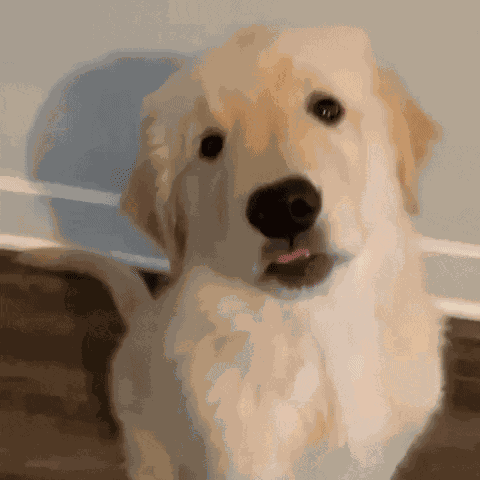 W1sh1ngst4r Puppy GIF