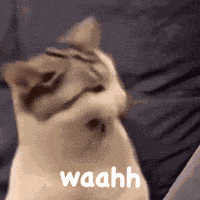 Waahh Cat Cat GIF